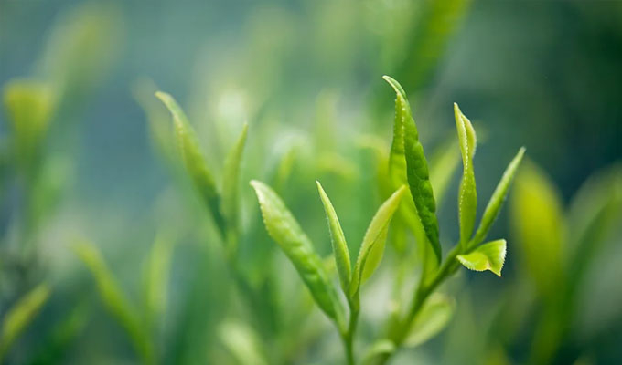 你了解茶葉最佳的沖泡方法嗎？
